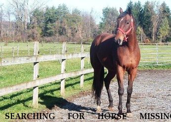 SEARCHING FOR HORSE MISSING EQUINE Excalibur Hollywood Style, Near Fulton, NY, 13069